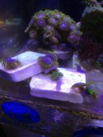 ImageUploadedByReefs1363035646.535912.jpg