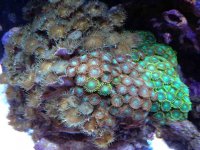 ImageUploadedByReefs1363041432.886450.jpg