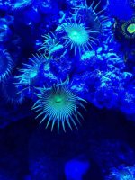 ImageUploadedByReefs1363041446.725072.jpg