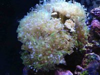 ImageUploadedByReefs1363041463.519058.jpg