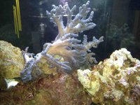 ImageUploadedByReefs1343057435.732075.jpg