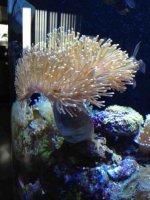 ImageUploadedByReefs1363041474.820273.jpg