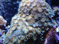 ImageUploadedByReefs1363041486.085126.jpg