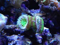 ImageUploadedByReefs1363041496.441269.jpg