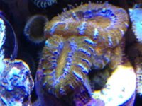 ImageUploadedByReefs1363041505.846009.jpg