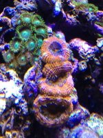 ImageUploadedByReefs1363041515.639525.jpg