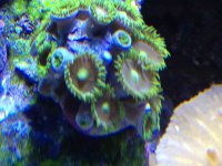 ImageUploadedByReefs1363041528.526895.jpg