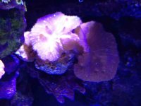 ImageUploadedByReefs1363041553.330686.jpg