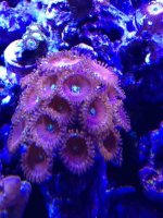 ImageUploadedByReefs1363041577.890874.jpg