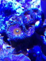 ImageUploadedByReefs1363041649.194916.jpg