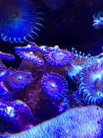 ImageUploadedByReefs1363041699.040185.jpg