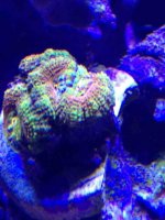 ImageUploadedByReefs1363041890.844607.jpg