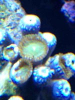 ImageUploadedByReefs1363043584.173075.jpg