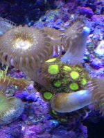 ImageUploadedByReefs1363043598.991225.jpg