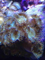 ImageUploadedByReefs1363043609.912408.jpg