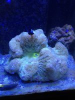 ImageUploadedByReefs1346585184.375783.jpg