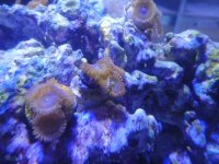 Zoa4.JPG