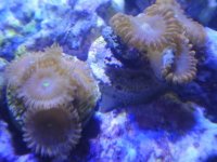 zoa9.JPG