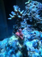ImageUploadedByReefs1346611155.287680.jpg