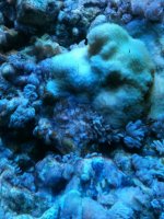 ImageUploadedByReefs1346611180.769917.jpg