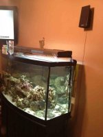 ImageUploadedByReefs1343086479.641879.jpg