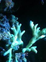 ImageUploadedByReefs1346611194.313281.jpg