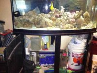 ImageUploadedByReefs1343086560.570511.jpg