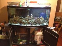 ImageUploadedByReefs1343086610.125507.jpg