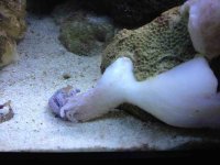 ImageUploadedByReefs1343087902.161184.jpg