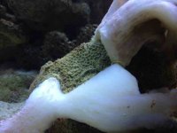 ImageUploadedByReefs1343087929.732982.jpg