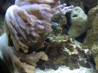 ImageUploadedByReefs1343087956.798886.jpg