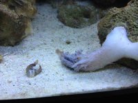 ImageUploadedByReefs1343087969.960384.jpg