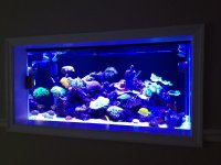 ImageUploadedByReefs1336256677.885603.jpg