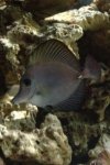 ImageUploadedByReefs1343143156.848546.jpg