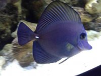 ImageUploadedByReefs1343143241.469182.jpg