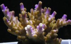 peach acro.jpg