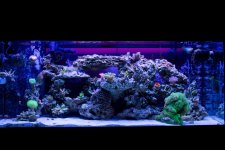 Jarretts Reef 6-16-12-4.jpg