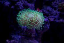 Jarretts Reef 6-16-12-5.jpg