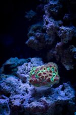 Jarretts Reef 6-16-12-9.jpg