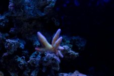 Jarretts Reef 6-16-12-13.jpg