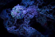 Jarretts Reef 6-16-12-19.jpg