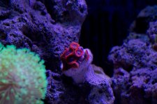 Jarretts Reef 6-16-12-21.jpg