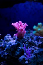 Jarretts Reef 6-16-12-27.jpg