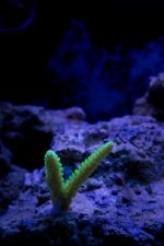 Jarretts Reef 6-16-12-35.jpg