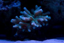 Jarretts Reef 6-16-12-67.jpg