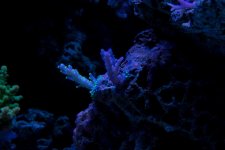 Jarretts Reef 6-16-12-68.jpg