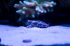 Jarretts Reef 6-16-12-88.jpg