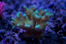 Jarretts Reef 6-16-12-116.jpg