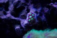 Jarretts Reef 6-16-12-127.jpg