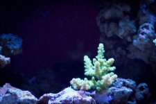 Jarretts Reef 6-16-12-18.jpg